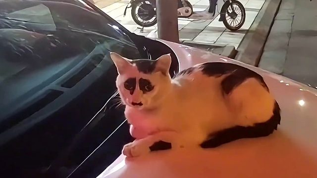 盘点长相潦草的动物，哈哈哈太可爱了吧