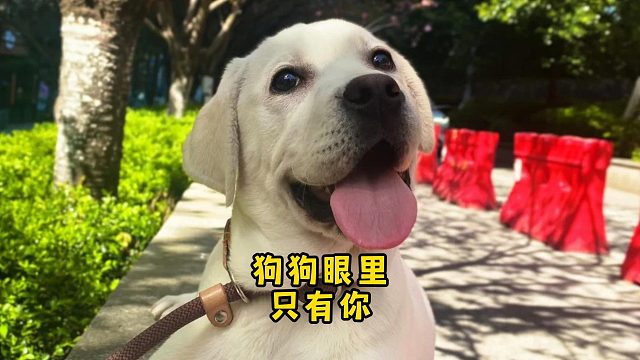 狗狗是这个世界上唯一爱你胜过爱自己的存在