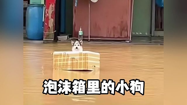 小狗不哭也不闹，只是眼睛里忍着泪水