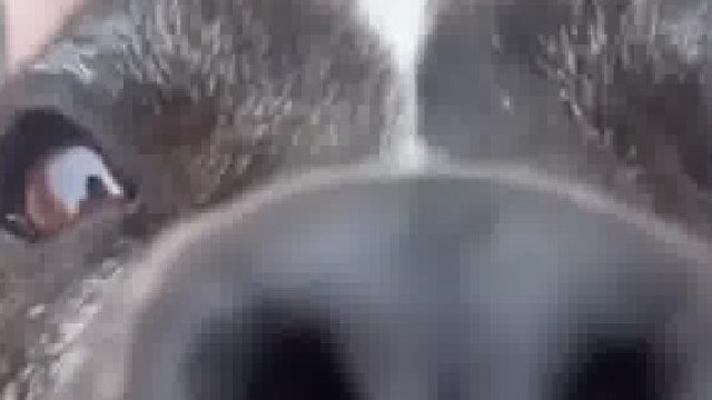 这狗子有点子凶啊