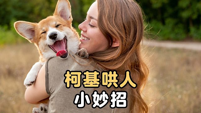 柯基的哄人小妙招，你都见过吗