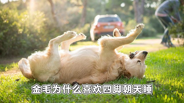 金毛超爱 “四脚朝天” 睡觉，可不是因为犯懒哦！