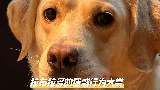 拉布拉多的迷惑行为，你都见过哪些？