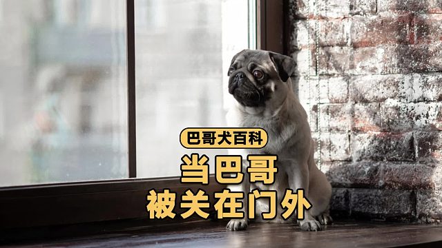 当巴哥被关在门外，感觉都要哭了！