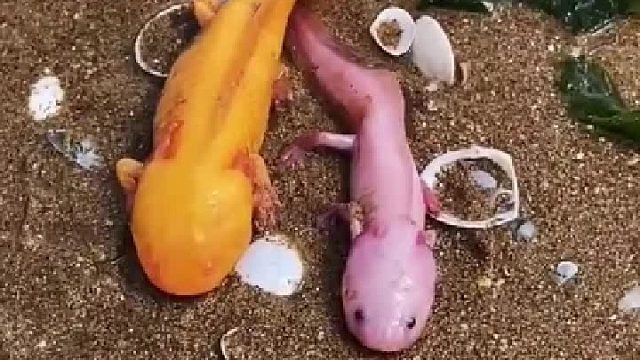 赶海赶海赶海啦