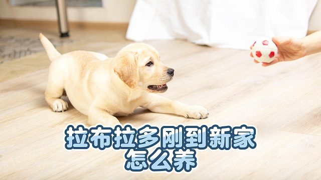 拉布拉多刚到家怎么养？据说80%的养狗新手都不懂