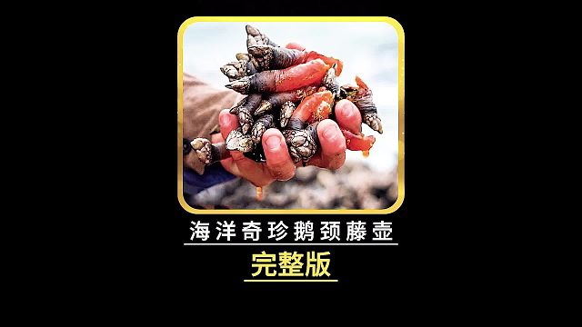 被称为“海洋黄金”的鹅颈藤壶，小小的个头凭什么能卖这么贵？