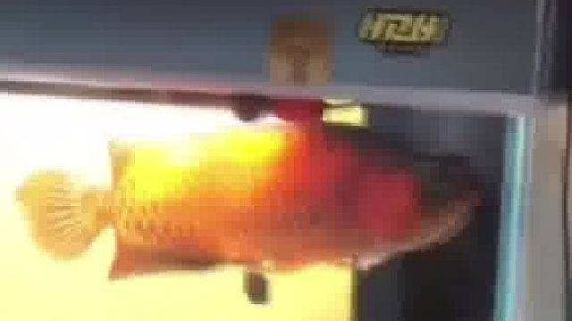 200块的出租屋养着20万的鱼 网友:他可能就是养鱼养穷的