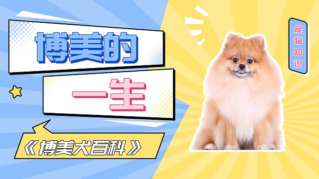 博美的一生，会经历什么时期？