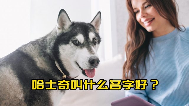 给哈士奇取个名字，讲究的就是寓意好