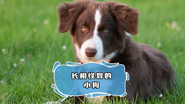 怎么会有小狗，像丧尸变异了一样