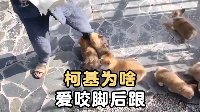 柯基为啥爱咬人脚后跟？这其实是牧牛本能