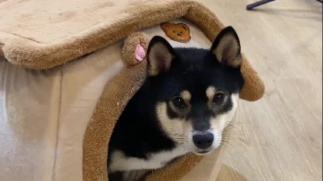 人为制造矛盾给柴犬