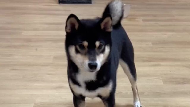 如何获得一只会报幕表演的狗子