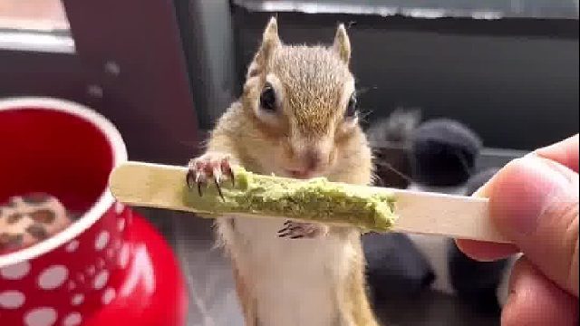 太冰了我就只吃一点点哦