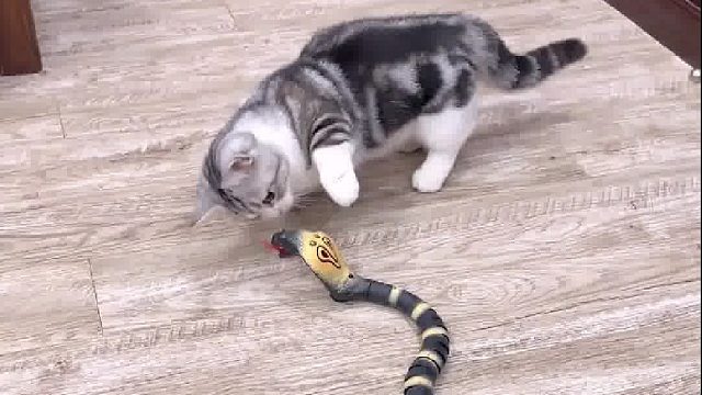 小猫咪学起来真快 太搞笑了