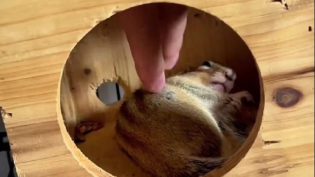 小普洱吃个西瓜吃懵了哈哈哈