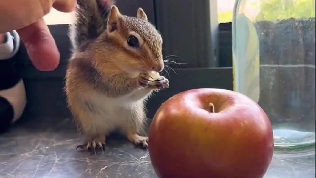 小普洱事小可爱啃苹果，好可爱