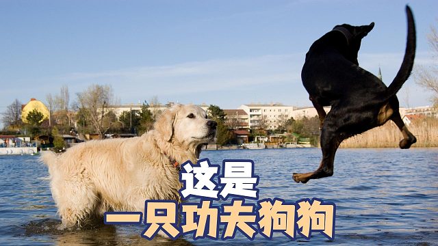 小狗百分百躲扫堂腿，极致的身法