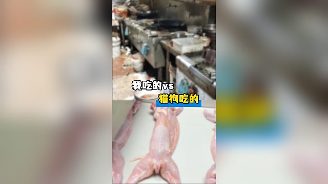我吃的vs猫狗吃的