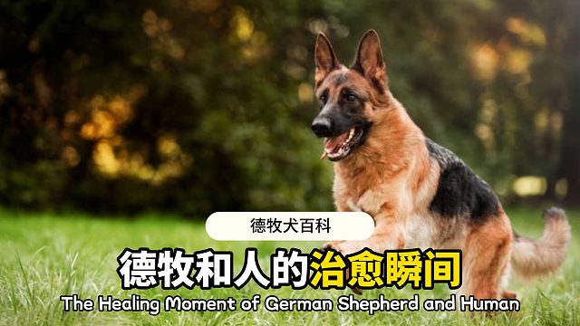 德牧和人类的治愈瞬间，真的太暖心了！
