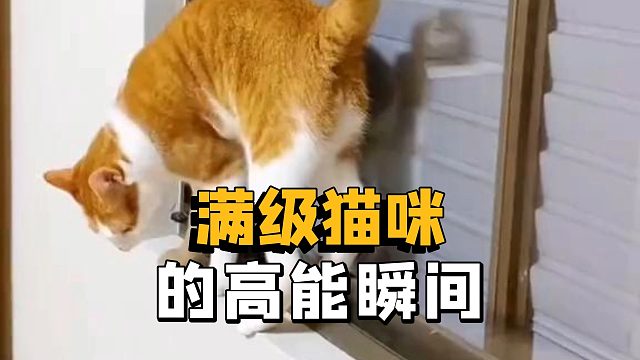 满级猫咪们的高能瞬间
