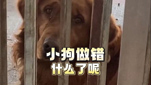 不知道小狗做错了什么