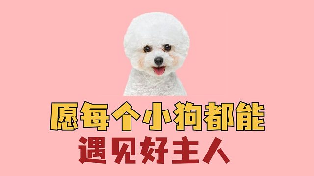 愿小狗都能遇见好的主人