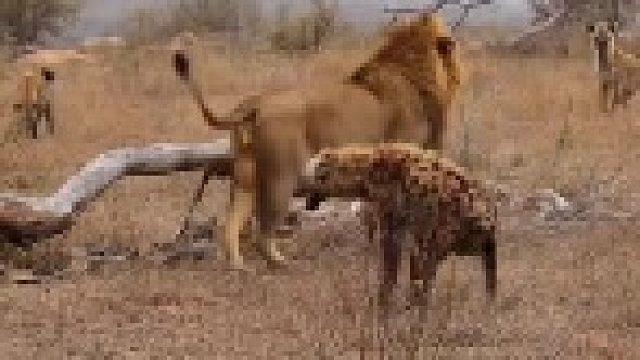 雄狮压制鬣狗｜夺走鬣狗食物！