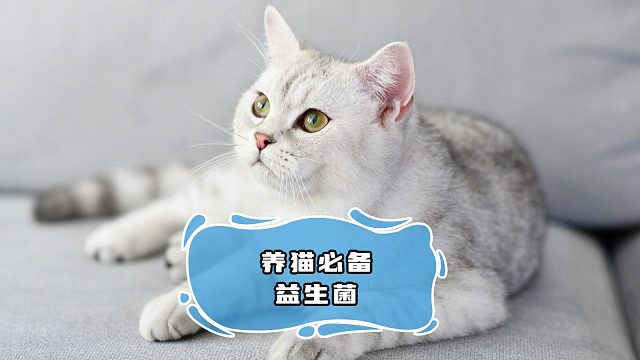 想要猫咪养得好，益生菌当然少不了