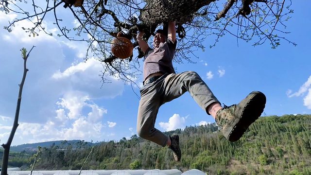 农村男子高高兴兴上树摘棠梨花，“4分02秒”却发生了意外！