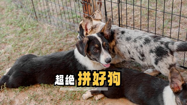 好直白，且一眼就能看穿亲子关系的狗狗