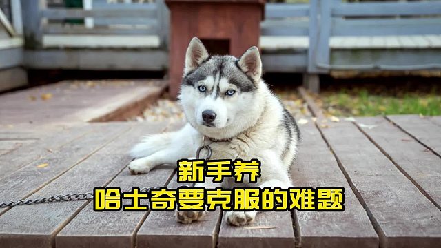 新手养哈士奇会遇到的难题，你准备好了吗？