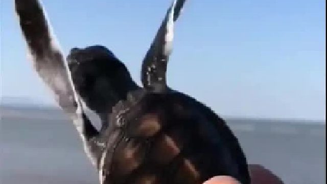 户外赶海抓海鲜