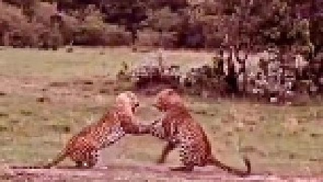 为了争夺配对权｜两只雄性花豹决定一较高下！