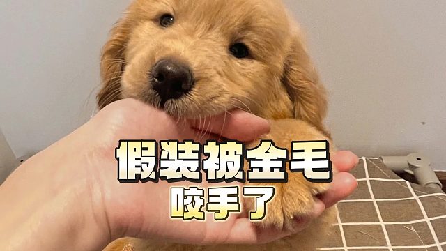 当你假装被金毛咬手了，看看它是什么反应？