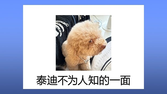 泰迪在你背后，是一副什么面孔呢