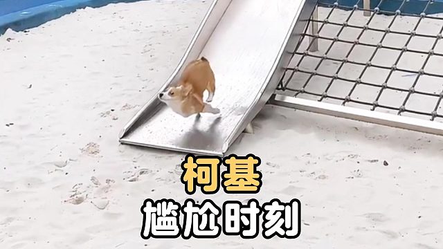 盘点柯基的尴尬瞬间，一个比一个好笑