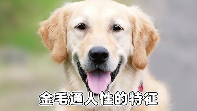 金毛3大“通人性”表现，全中=智商爆棚