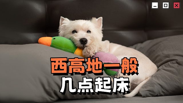 西高地一般几点起床呢？快来对号入座！