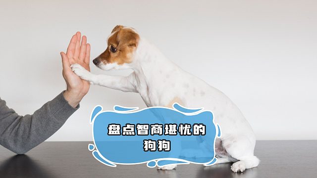 狗狗看起来就不太聪明的样子，笑不活了