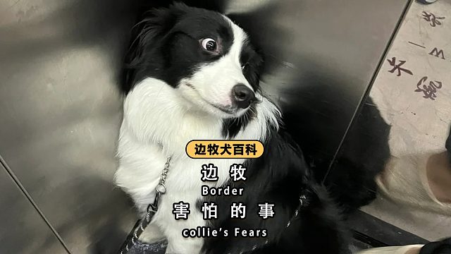 这些都是边牧的“克星”，它遇到就怕