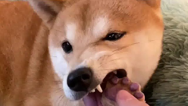 原来你是这么宝贵的大黄