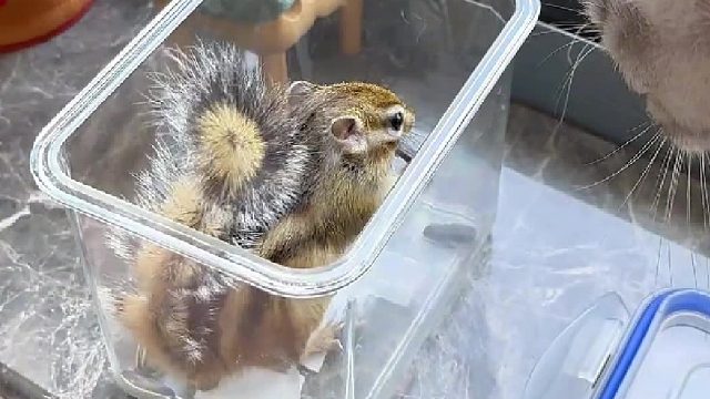 小普洱真是个超级可爱的贪吃鬼