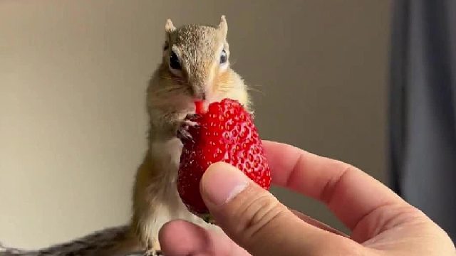 小松鼠吃起草莓真的太可爱了～
