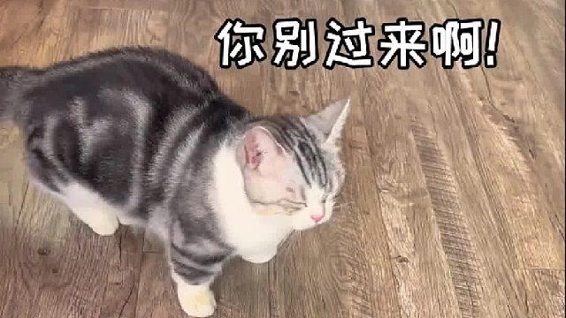 小松鼠胆子是真的大！都敢吃龙虾