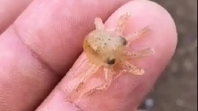 户外赶海抓海鲜