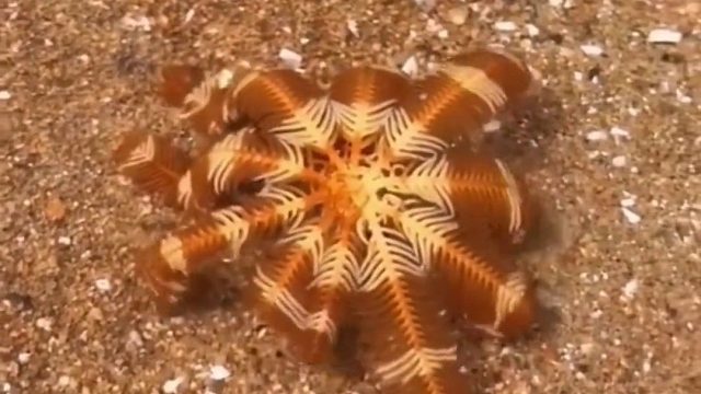 赶海赶海赶海啦