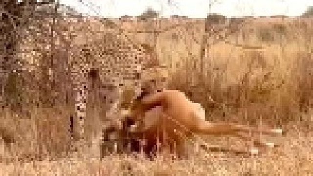 小猎豹捕食羚羊！