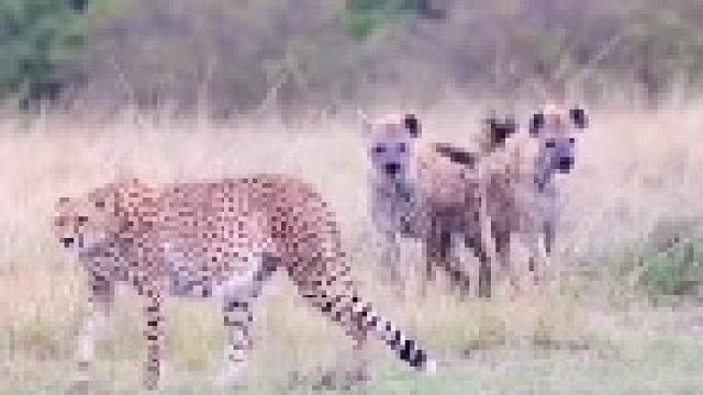 母猎豹为保护幼崽安全｜毫不犹豫地冲向鬣狗！